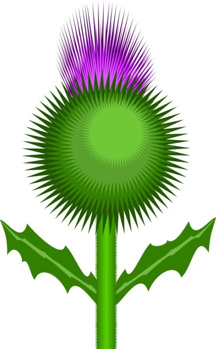 graphic image of bright thistle