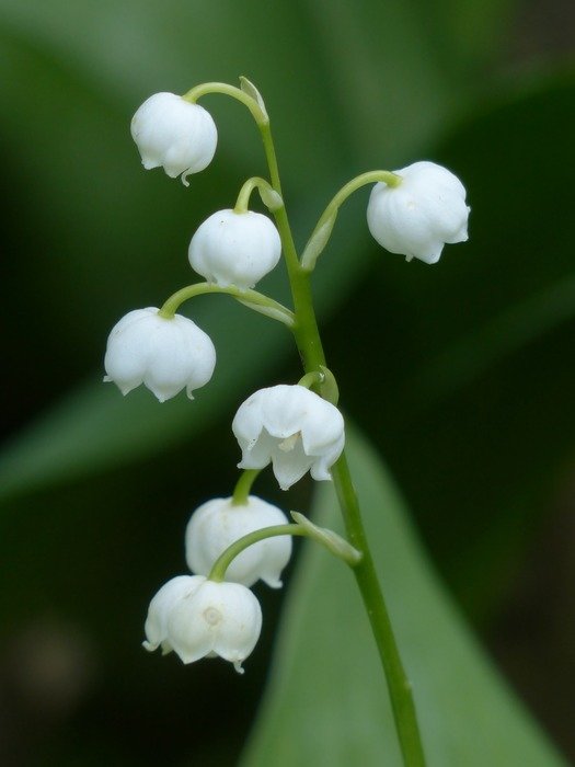 buds of lily of the valley in the form of bells
