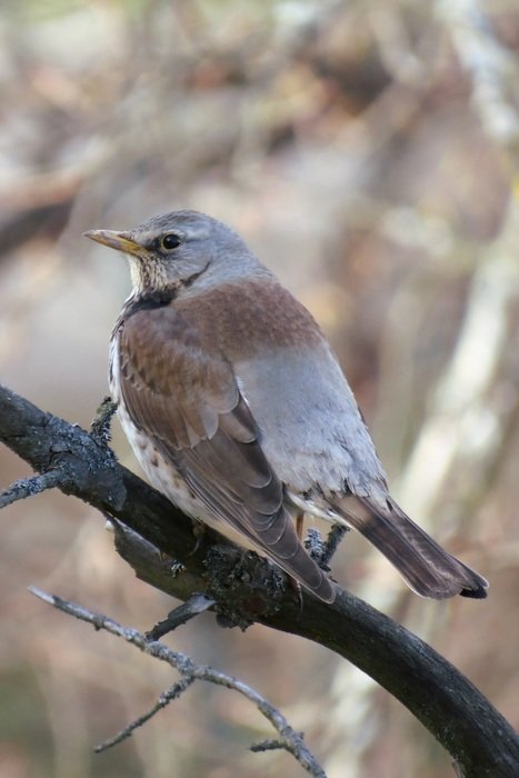 Turdus pilaris on the branch on a blurred background