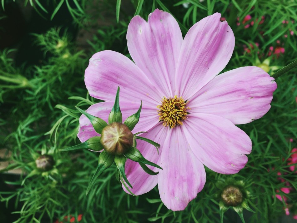 delicate pink flower in the garden closeup