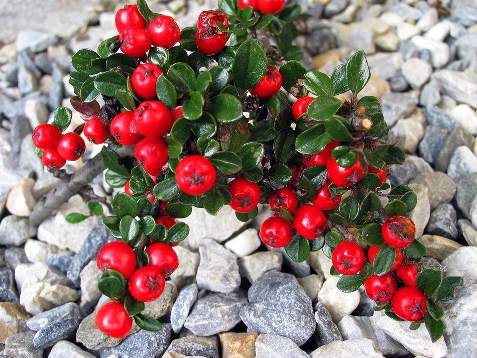 picture of cotoneaster on a stones