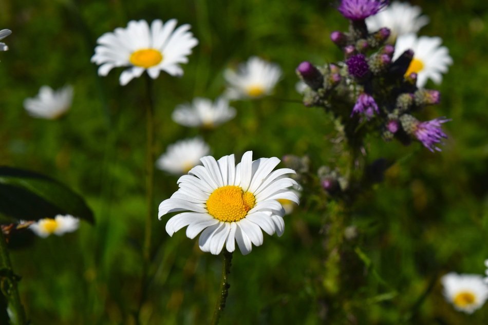 chamomile flower in the spring meadow