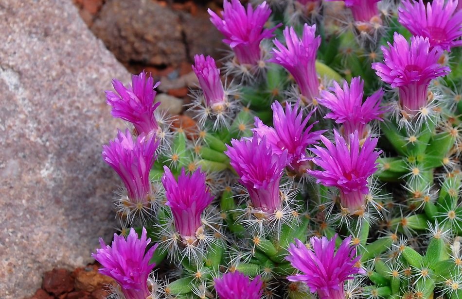 purple cactus flowers