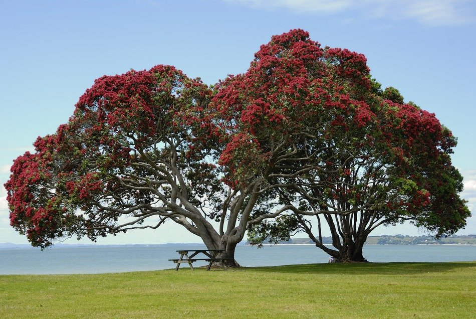 tree blooms red on the coast