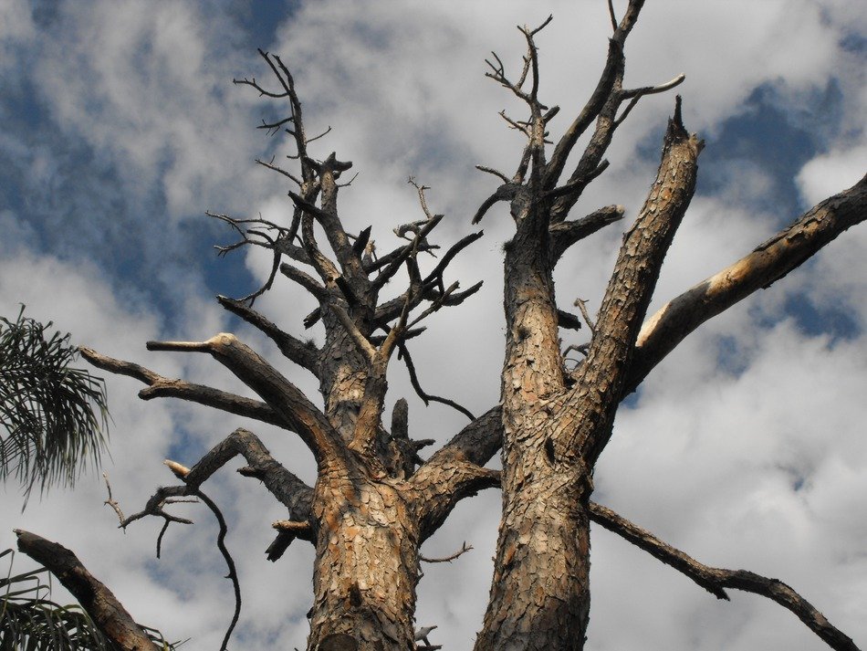 two dry trees at sky