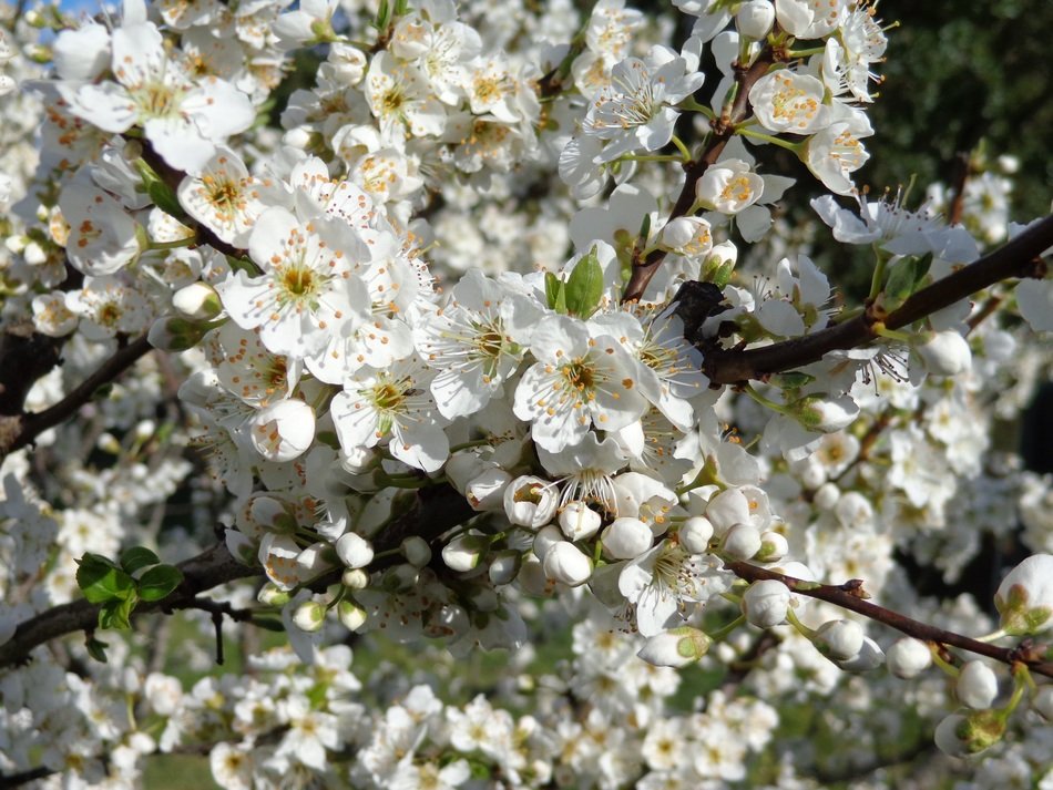 hundreds of cherry flowers