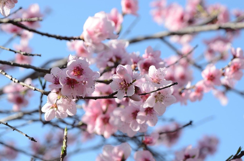 Photo of a beautiful pink flowers