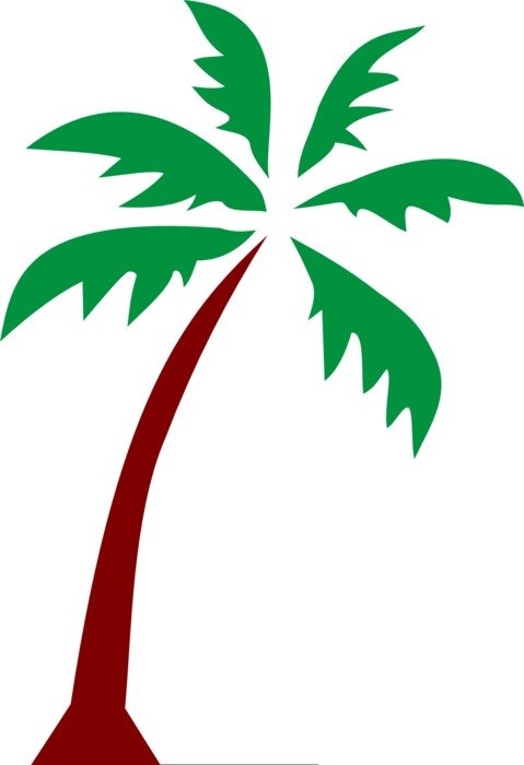 Picture of palm tree