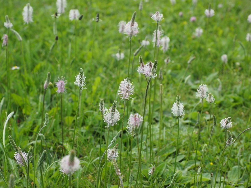 Plantago media or hoary plantain