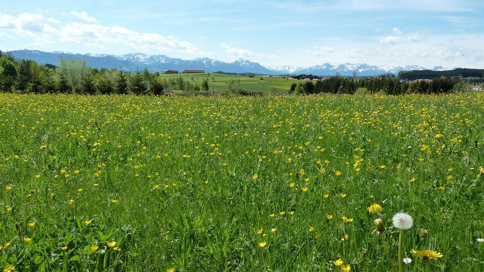 Beautiful and colorful spring meadow with flowers in Allgäu, Germany