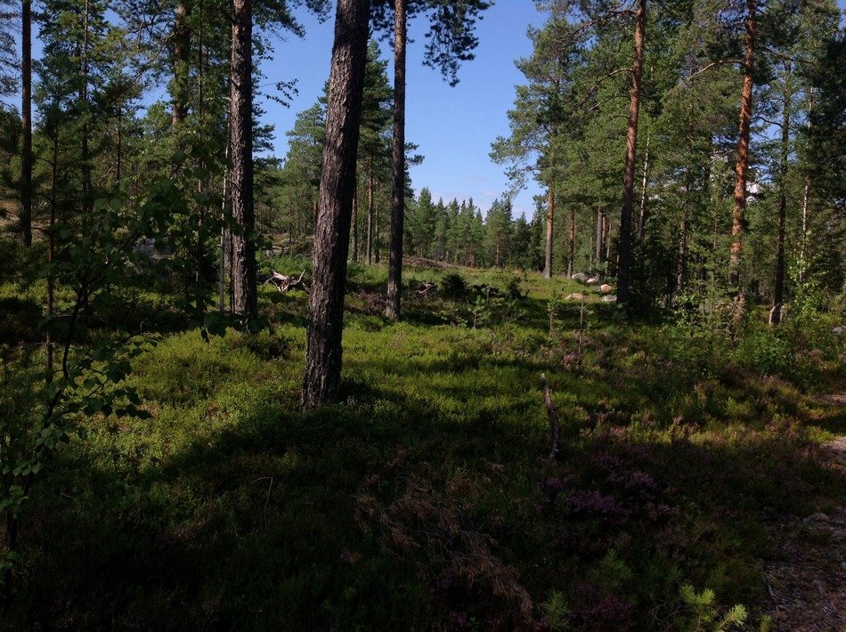 impressive forest green