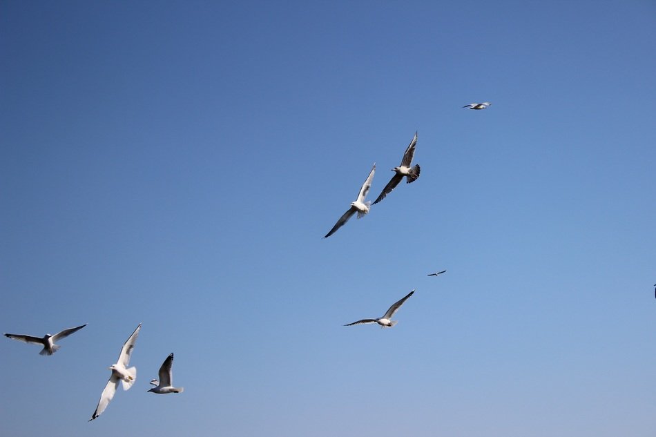 seagulls in the Norway's summer sky