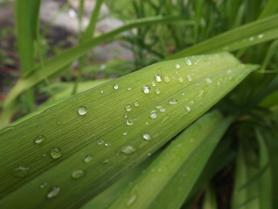 dew on the flower