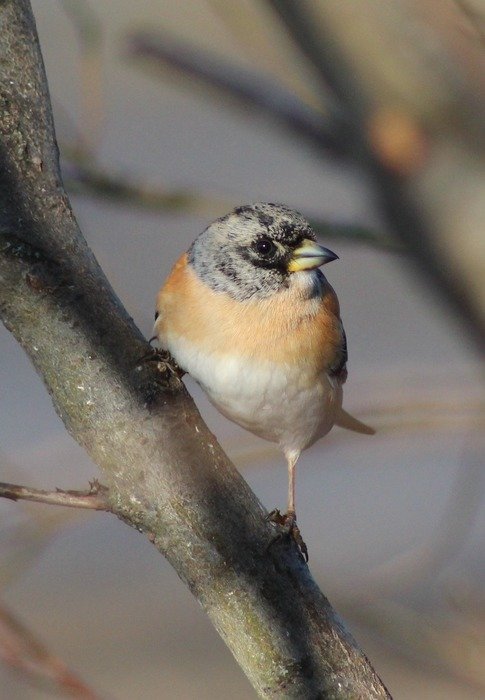 Brambling on the branch