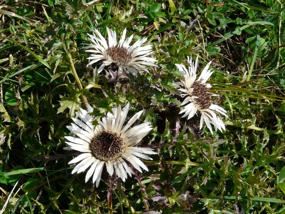 silver thistle in the grass