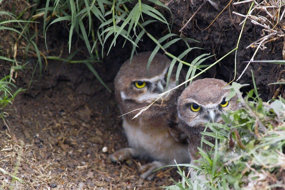 two little owls on the ground