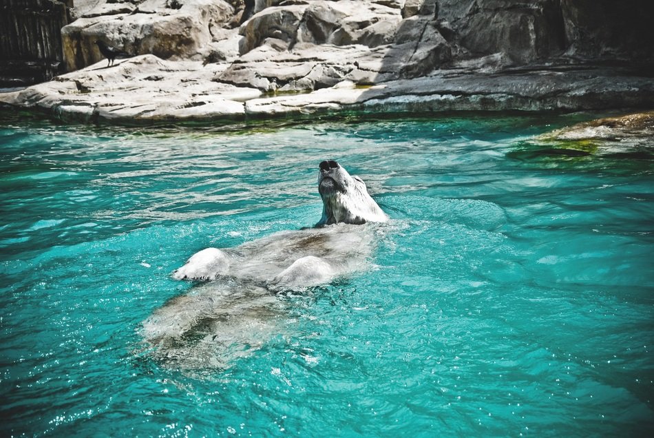 Beautiful and cute white bear swimming in the blue and green water