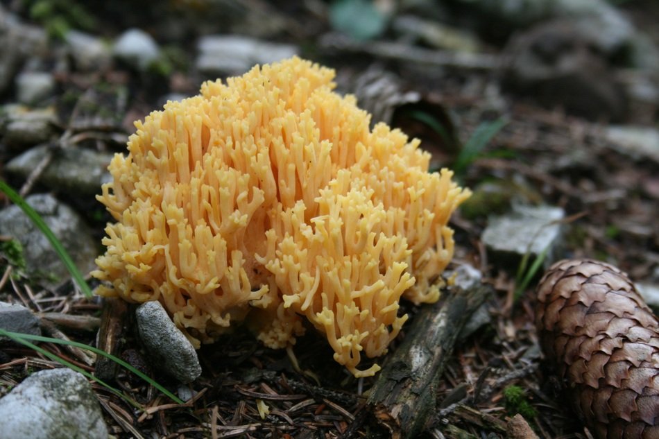 many small mushrooms grow in the ground