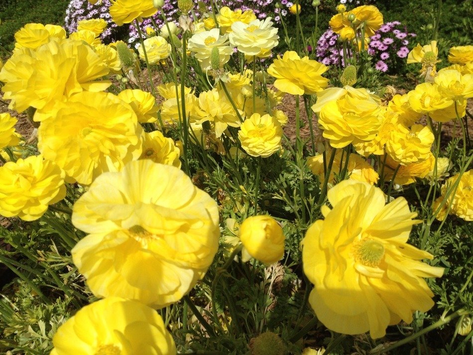 ranunculus yellow flowers in the garden