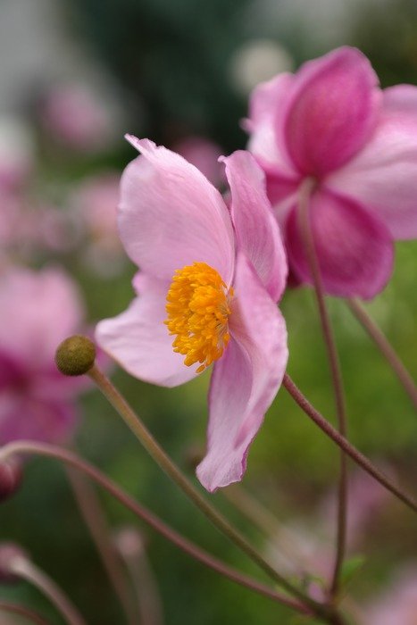 pink fall anemone flowers in the garden