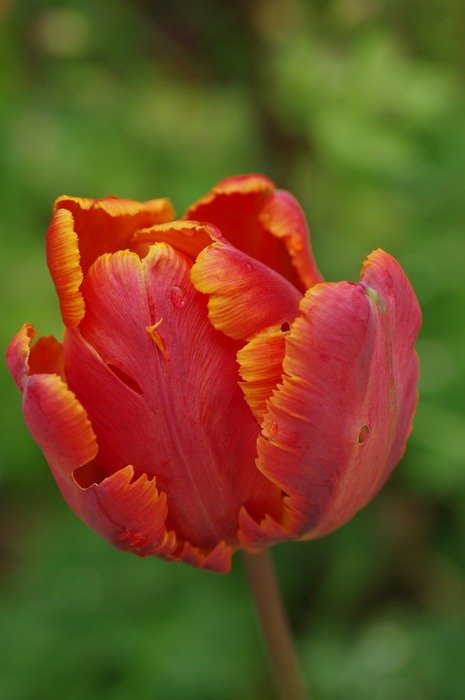 macro shot of the red tulip nature