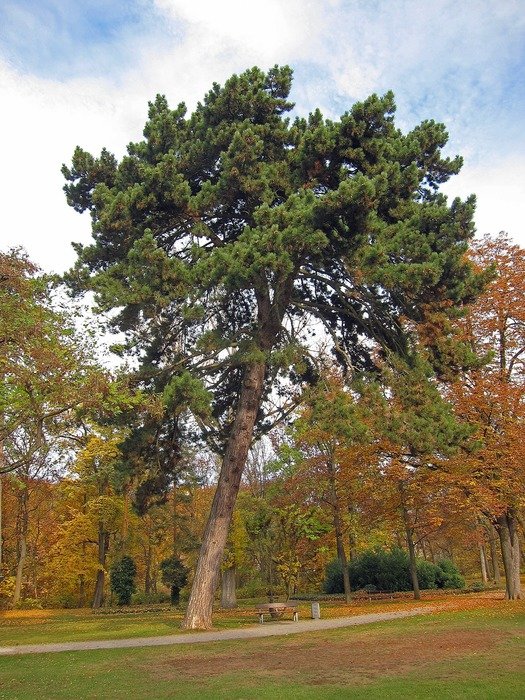 trees in a picturesque park in Schweinfurt