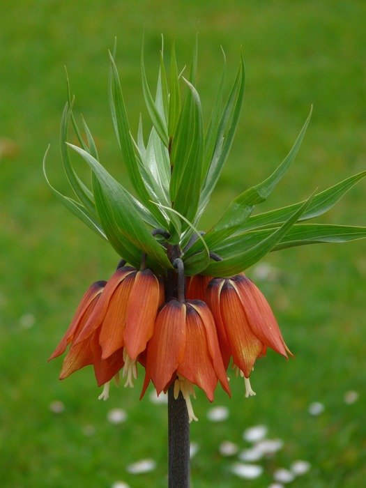 imperial crown this plant the lily family