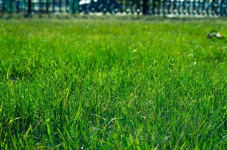 green lawn on the field