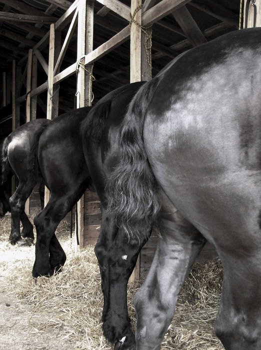 dapple draft horse back on ranch
