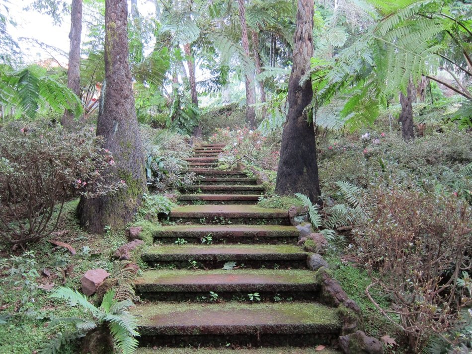 mystical staircase in the rainforest