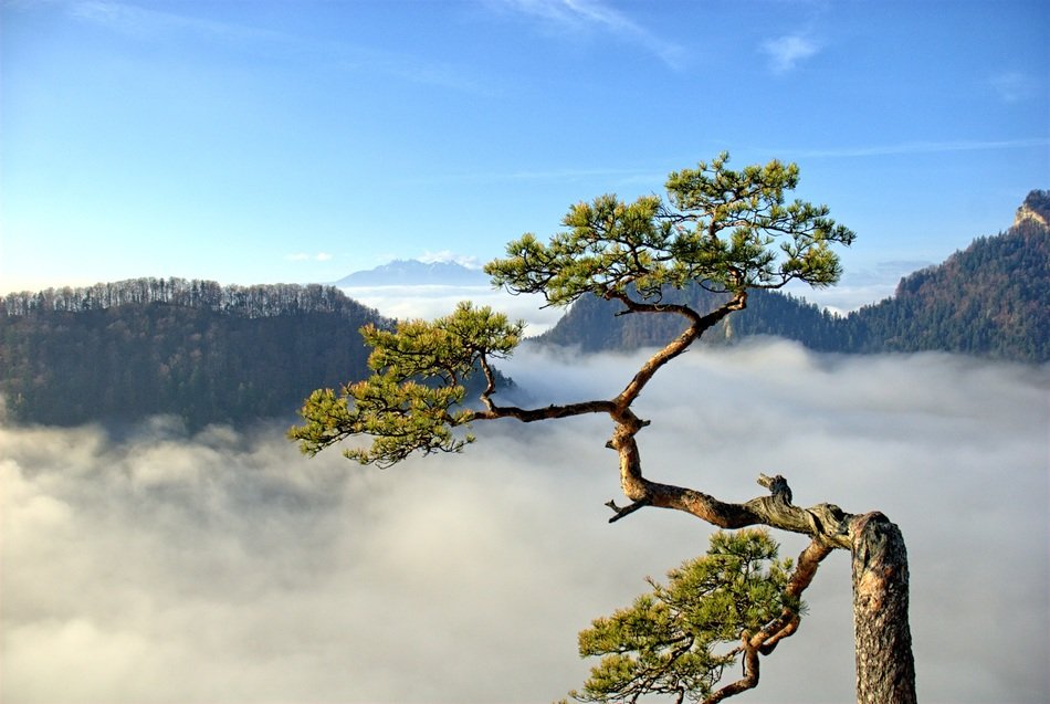 pine on the mountain