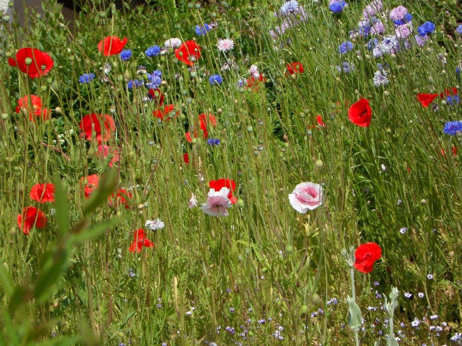 Landscape of Butterfly meadow
