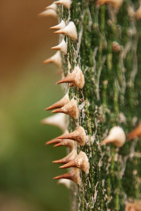 spikes on a tree close-up