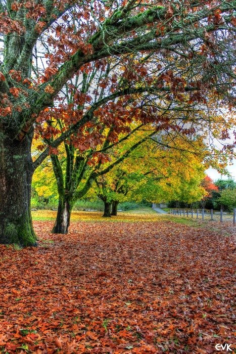 impressivetrees leaves autumn