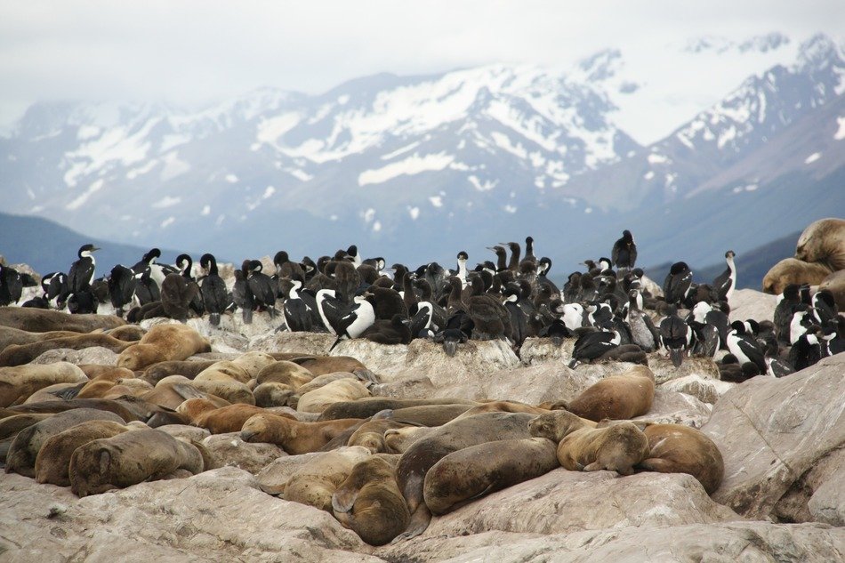 landscape of herd of seals and penguins