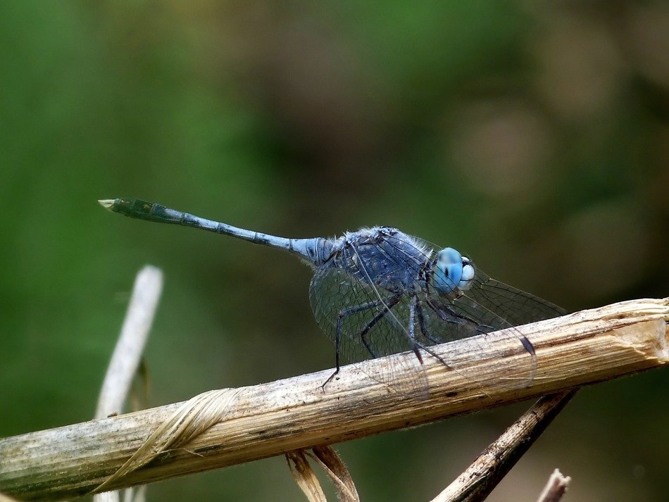 blue dragonfly on a branch in the forest on a blurred background
