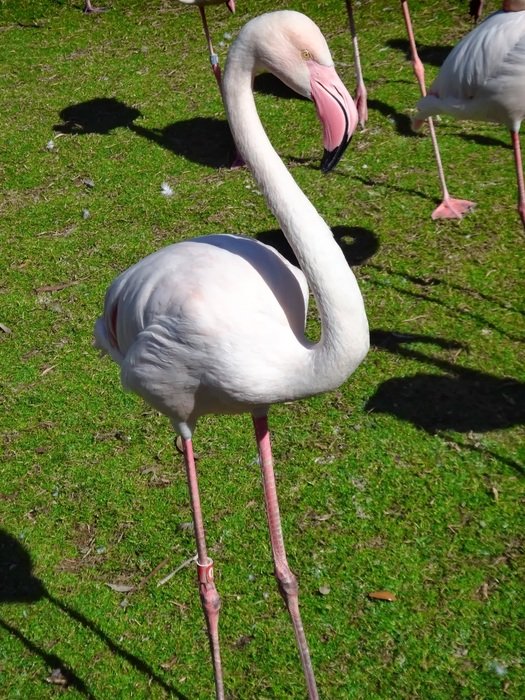 flamingo birds on lawn in zoo
