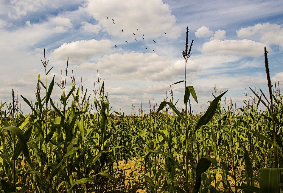 cornfield corn summer landscape