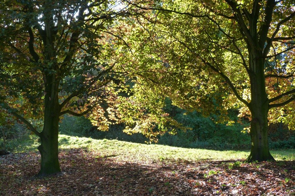 Autumn leaves on the ground near the trees