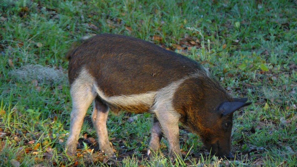 hog piglets young animal wildlife