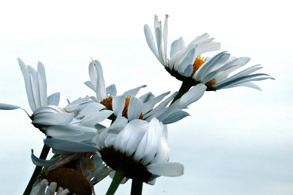 very beautiful daisy