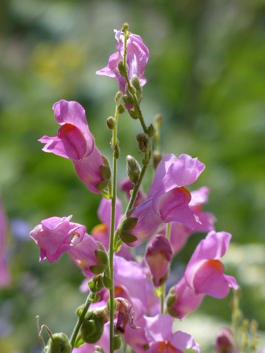 pink blooming antirrhinum majus