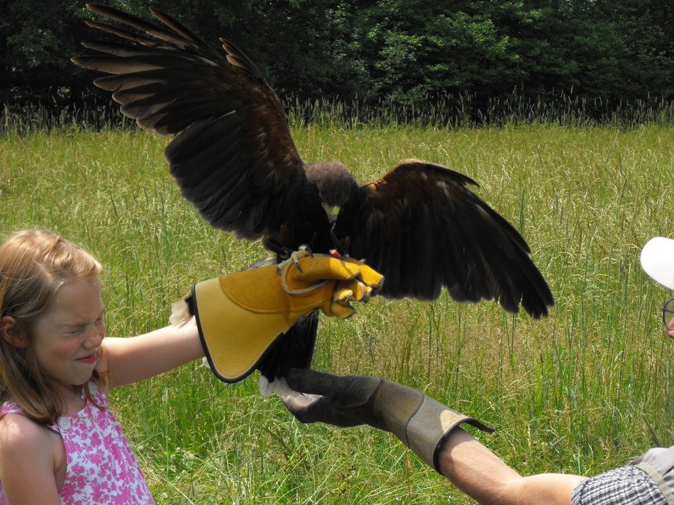 Hawk on the child hands