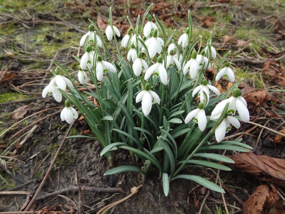 White snowdrop flowers in the garden