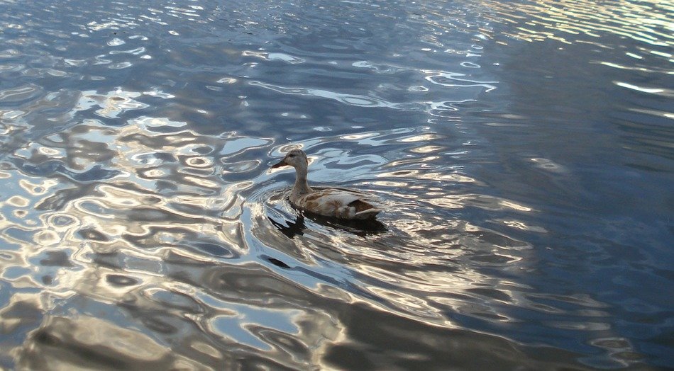 duck on the water of the mirror lake