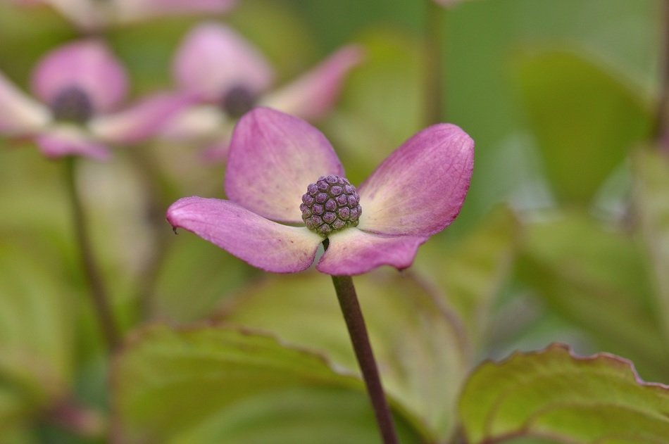 pink petals and the heart of the flower as a lump