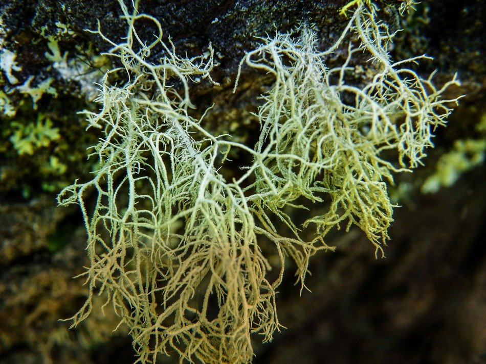 moss on the north side