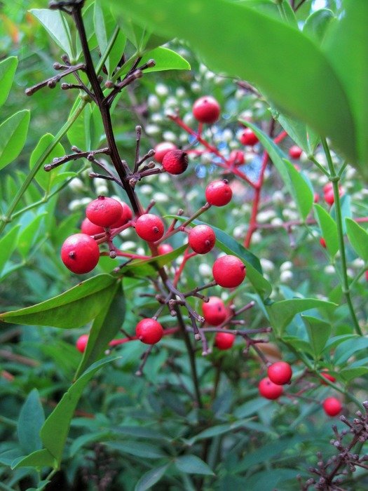 berries red round holy bamboo