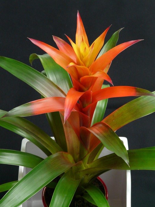 Guzmania on a dark background closeup