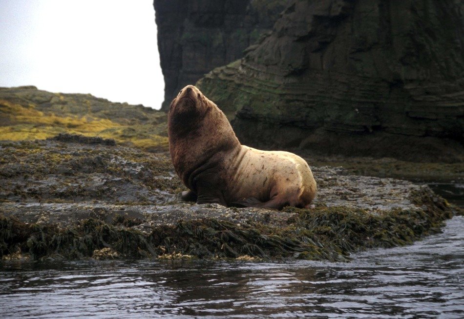 Sea lion on agattu island free image download